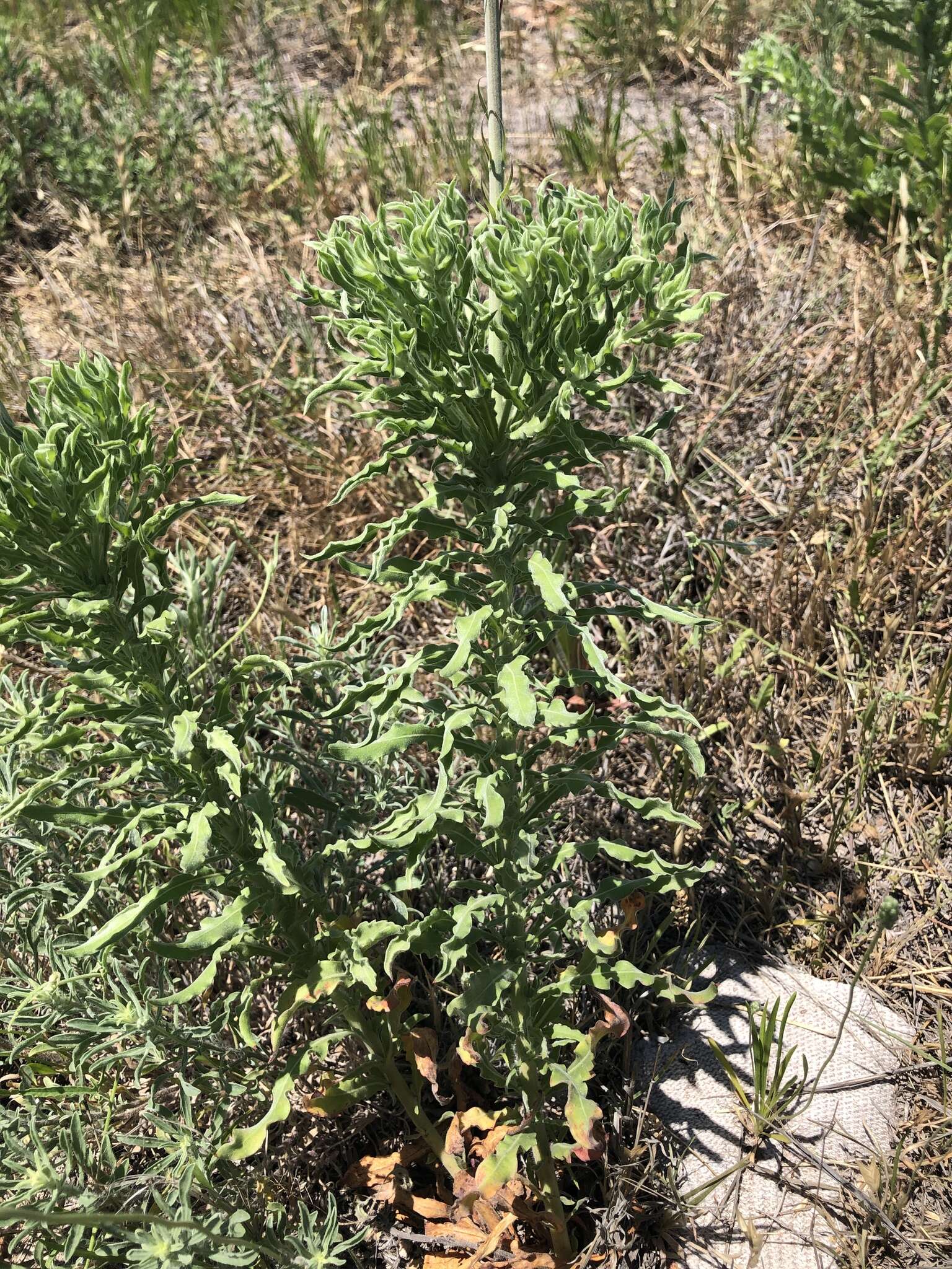 Слика од Oenothera cinerea (Wooton & Standl.) W. L. Wagner & Hoch