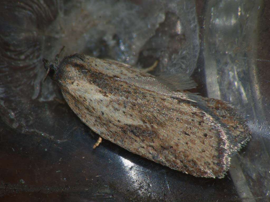 Image of Acleris rufana Denis & Schiffermüller 1775