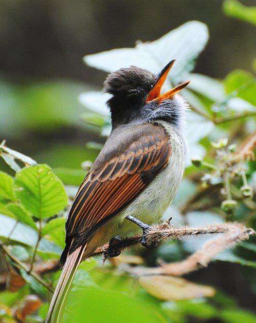 Image of Rufous-tailed Flycatcher