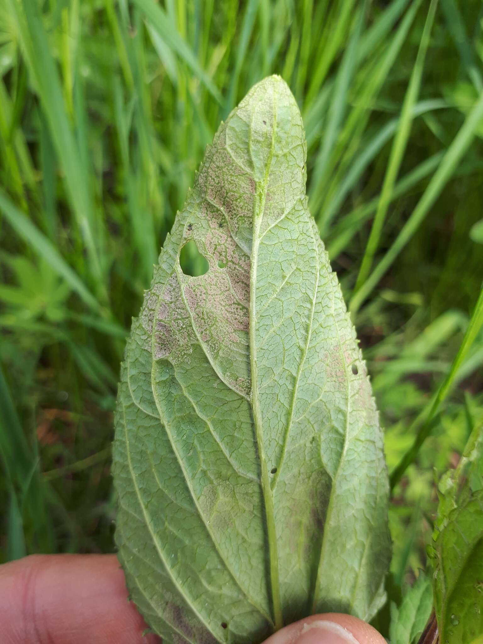 Image of Peronospora sordida