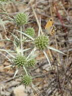 Image of Coenonympha dorus Esper 1782