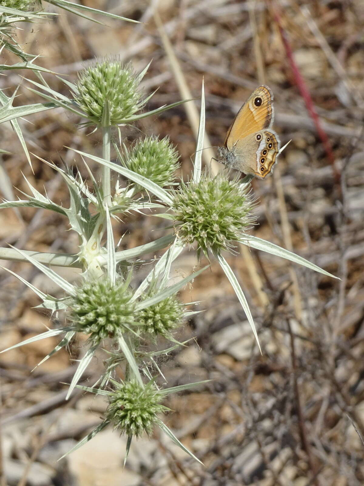 Image of Coenonympha dorus Esper 1782