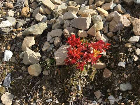 Image of ledge stonecrop