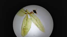 Image of aulacomnium moss