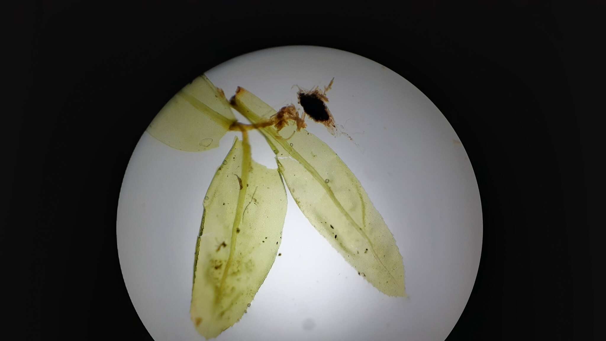 Image of aulacomnium moss