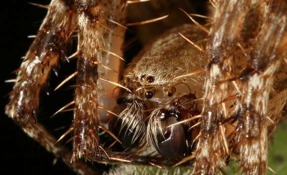 Imagem de Pararaneus perforatus (Thorell 1899)