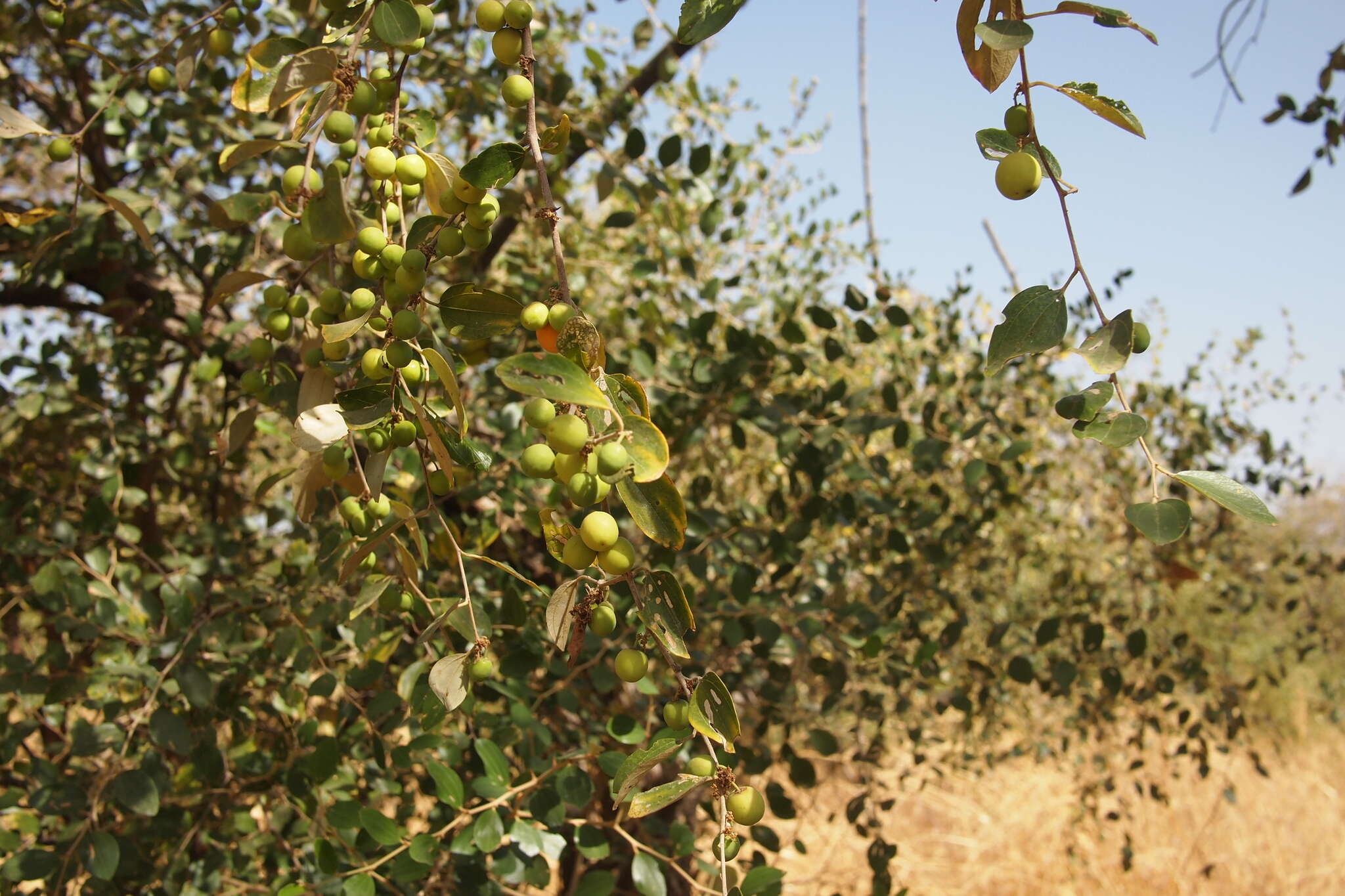 Image of Indian Jujube