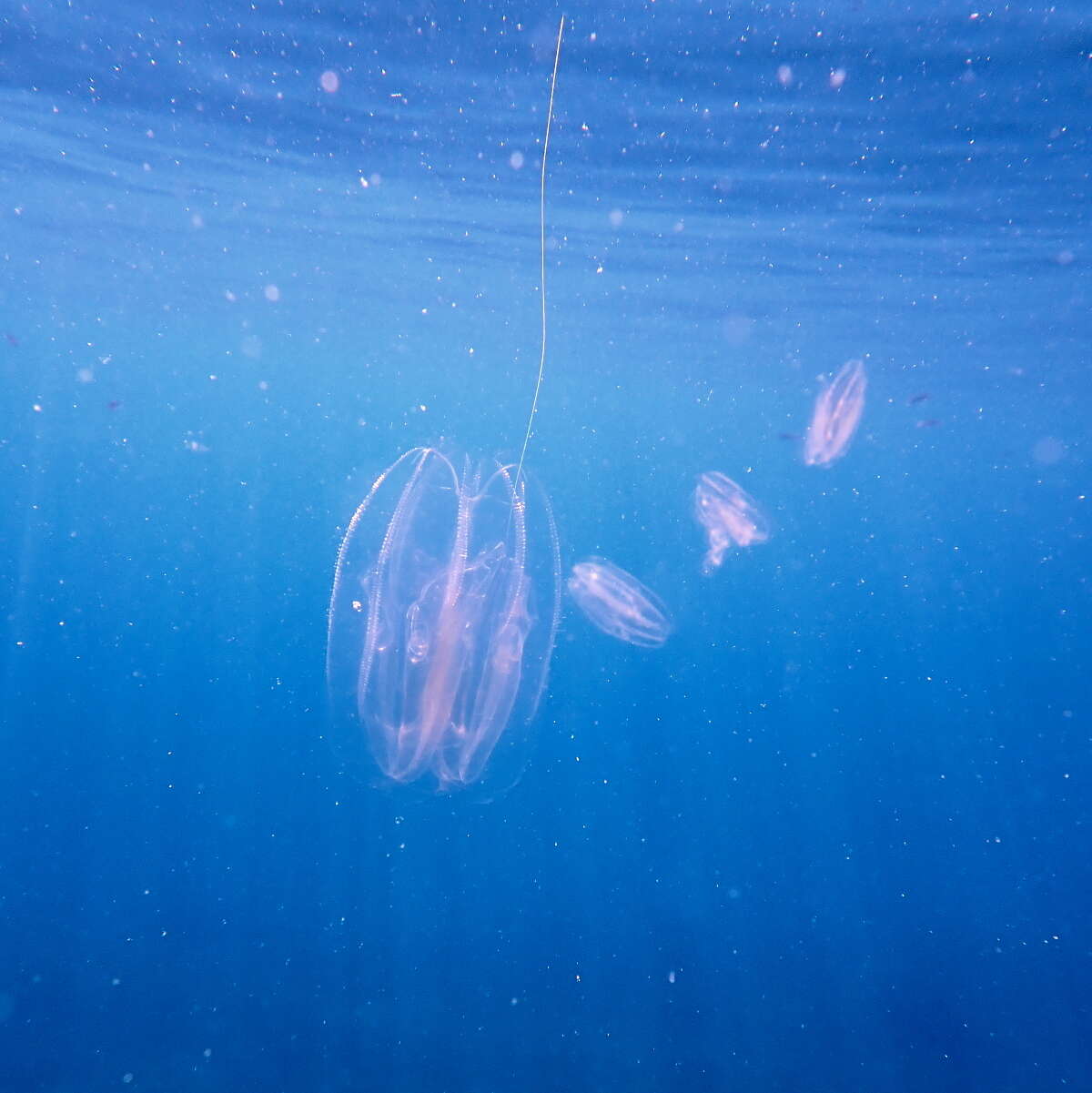 Image of vitreous lobate comb-jelly