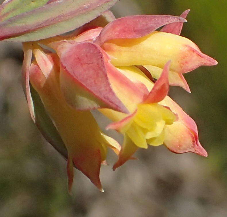 Image of Penaea acutifolia A. Juss.