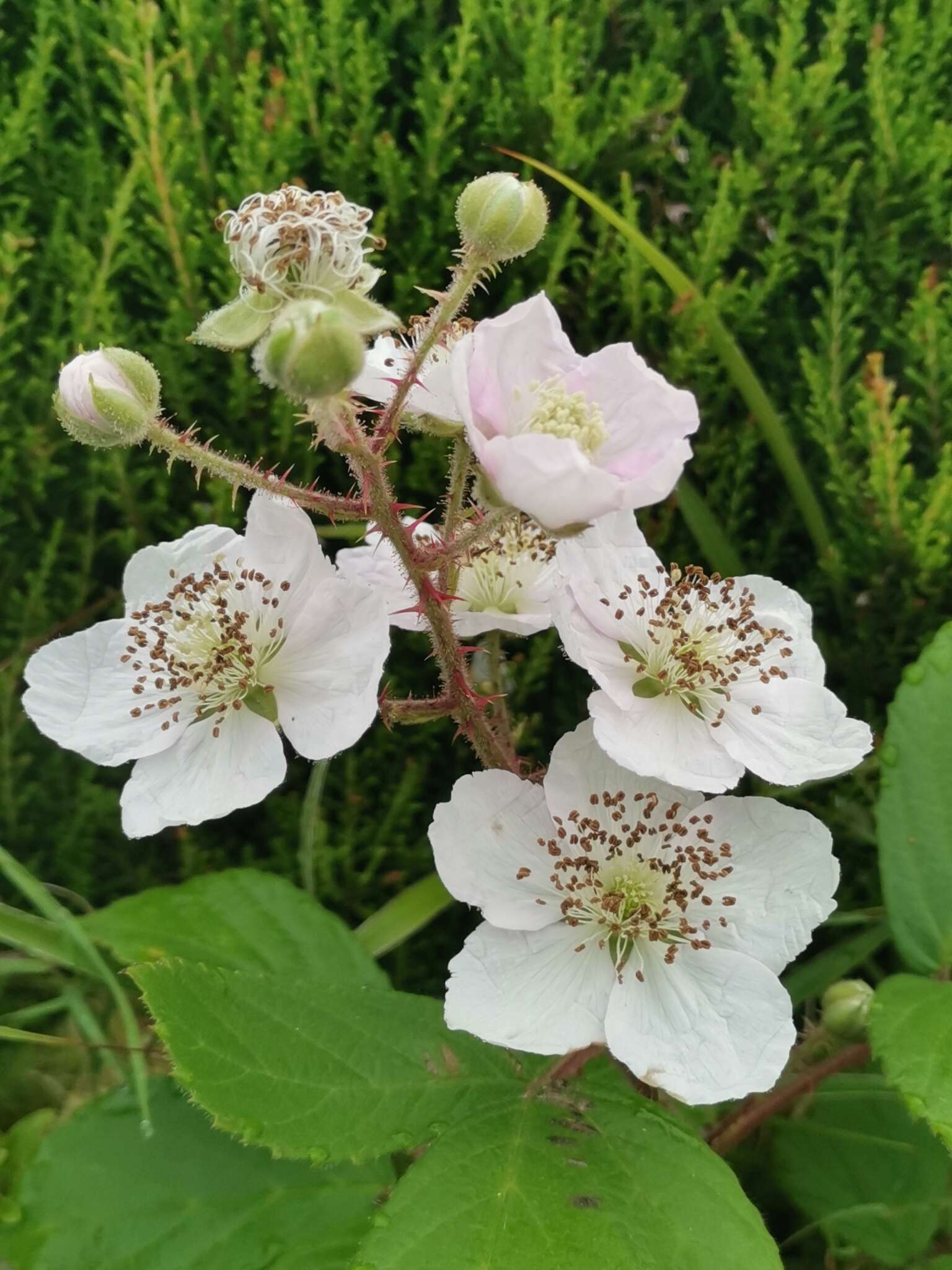 Image of Rubus hochstetterorum Seub.