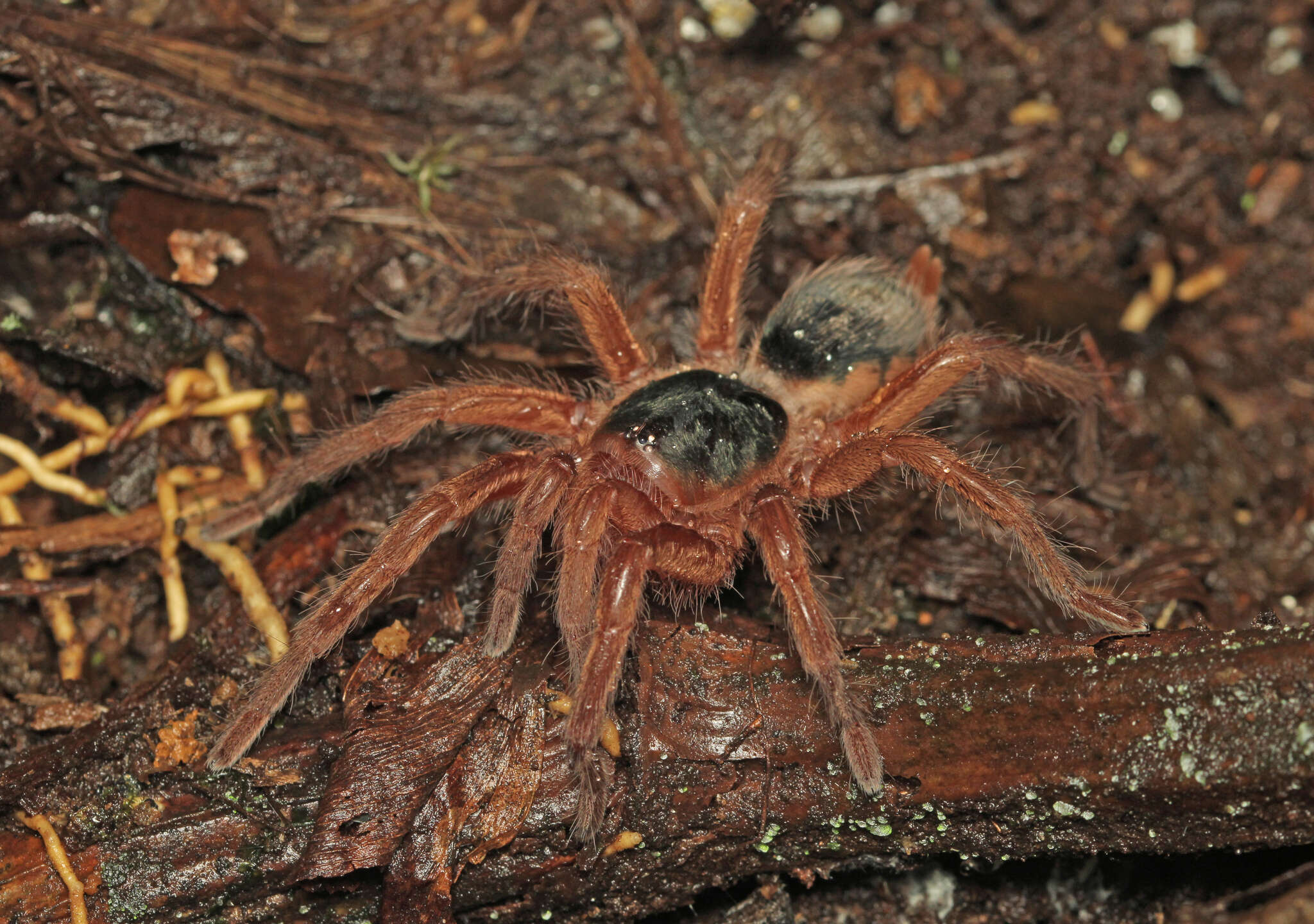 Image of Neostenotarsus guianensis (Caporiacco 1954)