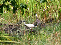 Sivun Threskiornis molucca molucca (Cuvier 1829) kuva