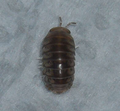 Image of Pillbug