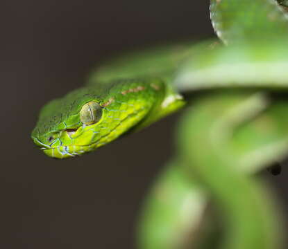 Sivun Trimeresurus hageni (Van Lidth de Jeude 1886) kuva