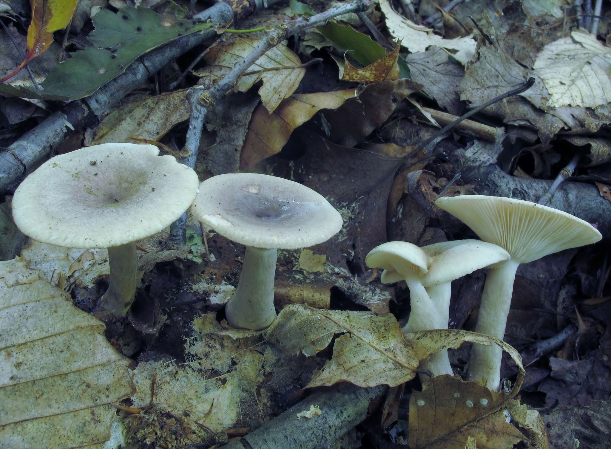 Image of Lactarius cinereus Peck 1872