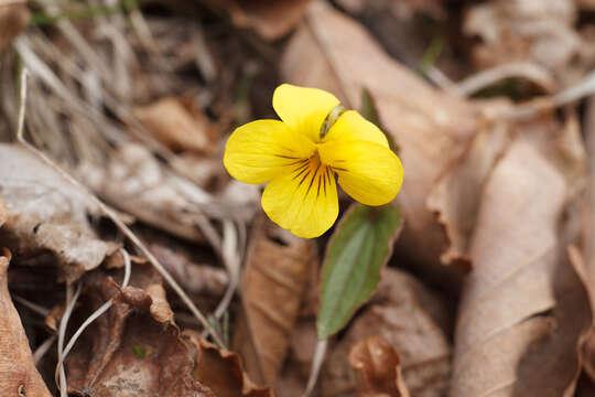 Image de Viola orientalis (Maxim.) W. Beck.