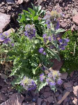 Image of alpine phacelia