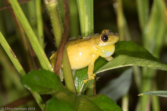 Sivun Scinax elaeochroa (Cope 1875) kuva