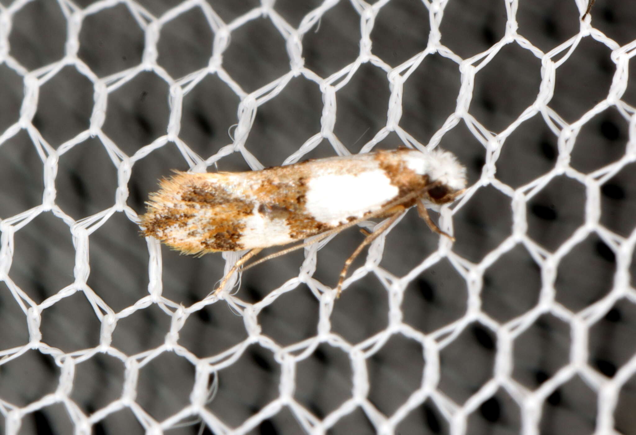 Image of Blotched monopis moth