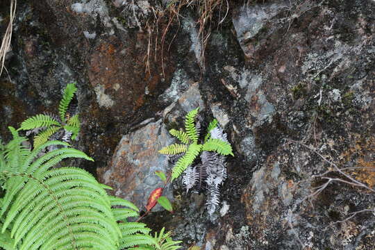 Image of Struthiopteris hancockii (Hance) Tag.