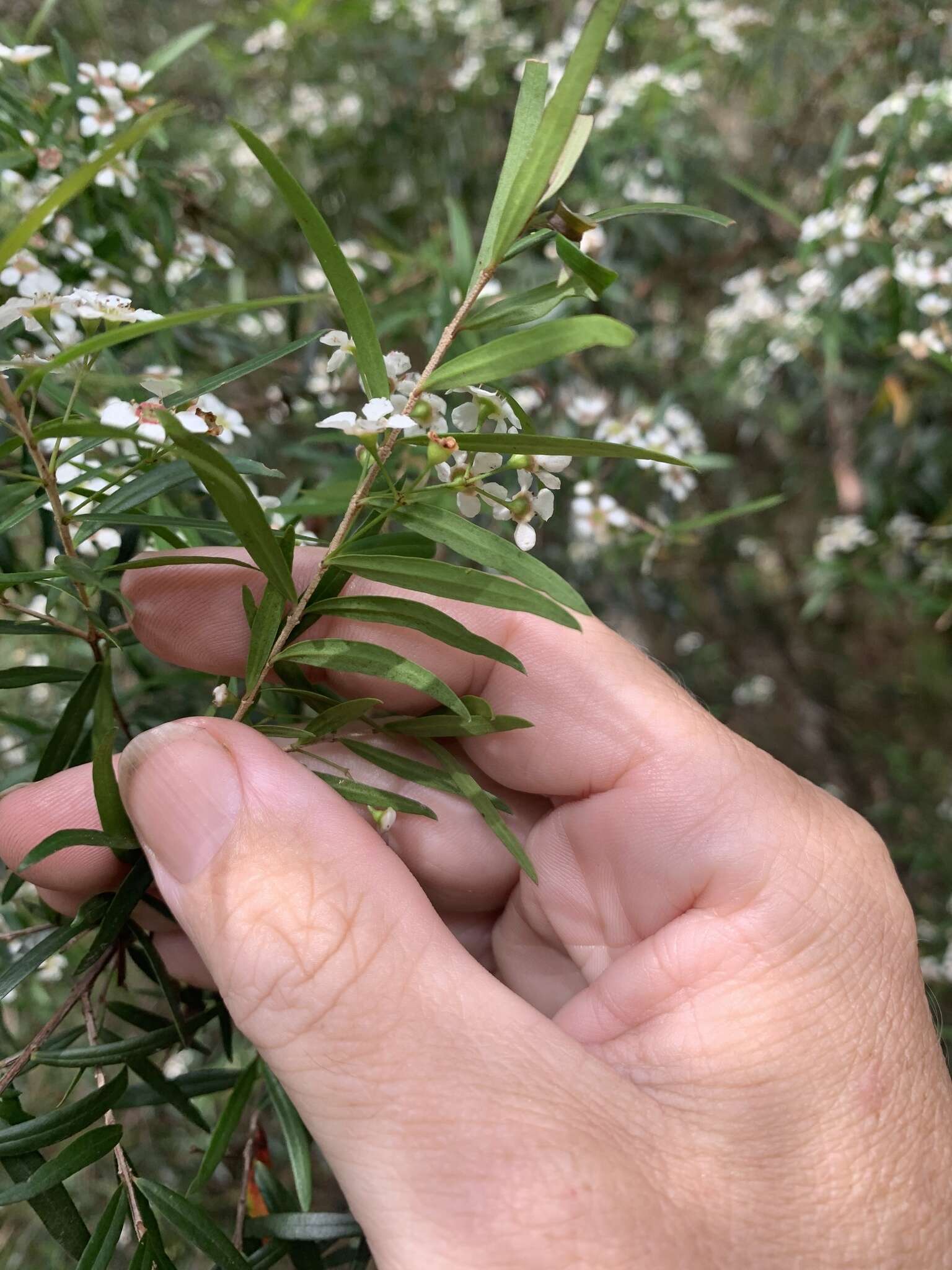 Image de Sannantha pluriflora (F. Müll.) Peter G. Wilson