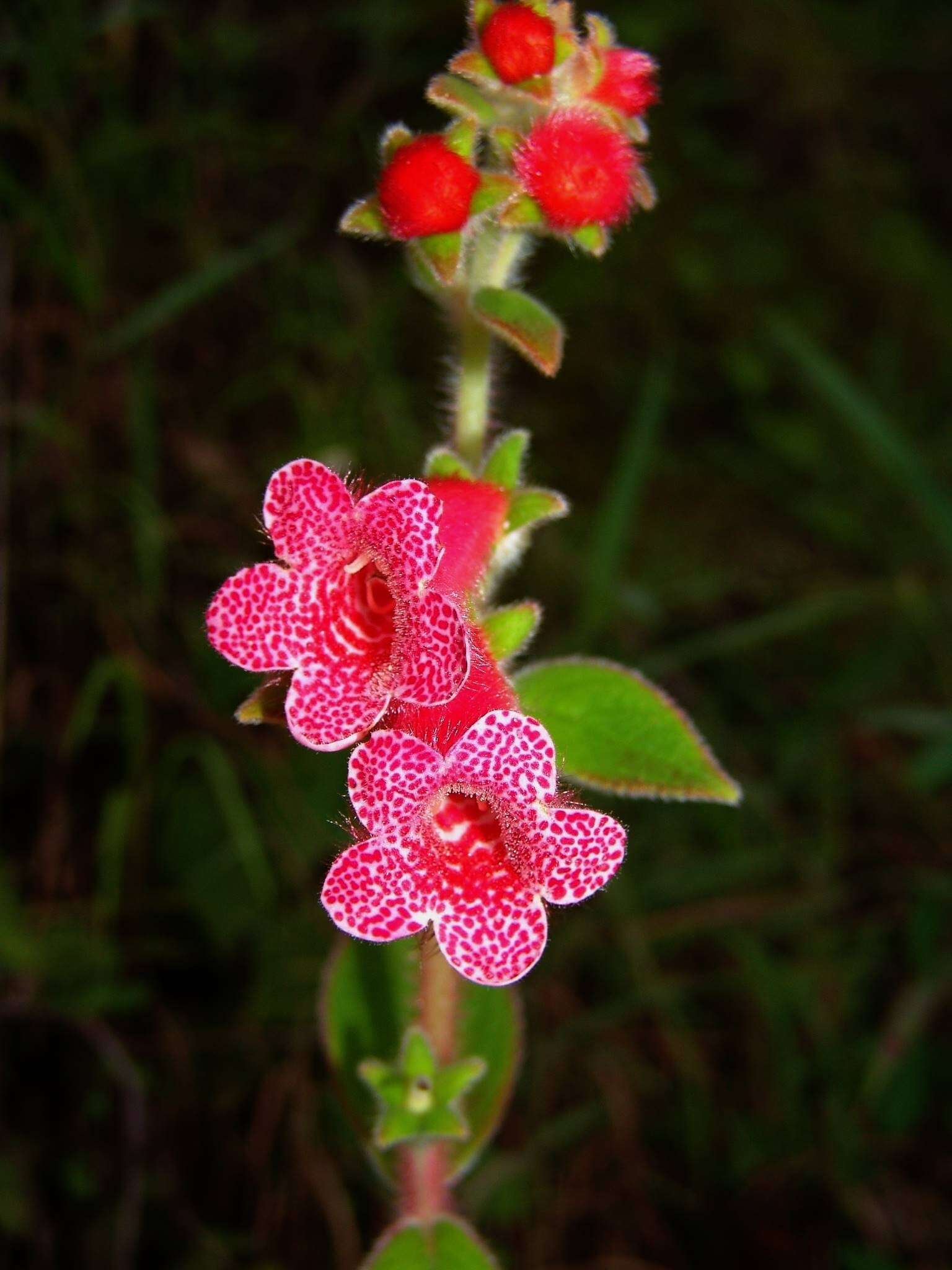 Imagem de Kohleria rugata (Scheidw.) L. P. Kvist & L. E. Skog