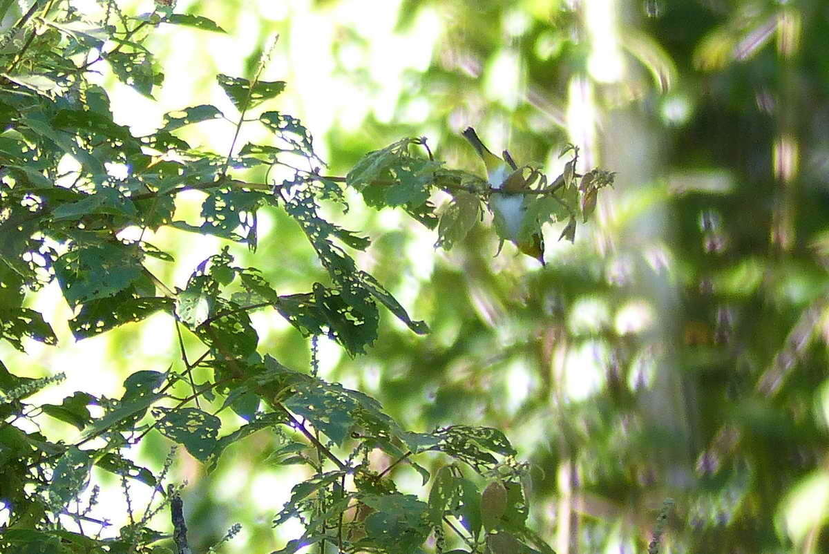 Image of Black-fronted White-eye