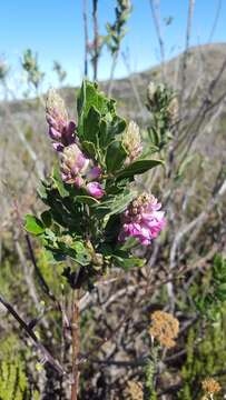 صورة Indigofera cytisoides Thunb.