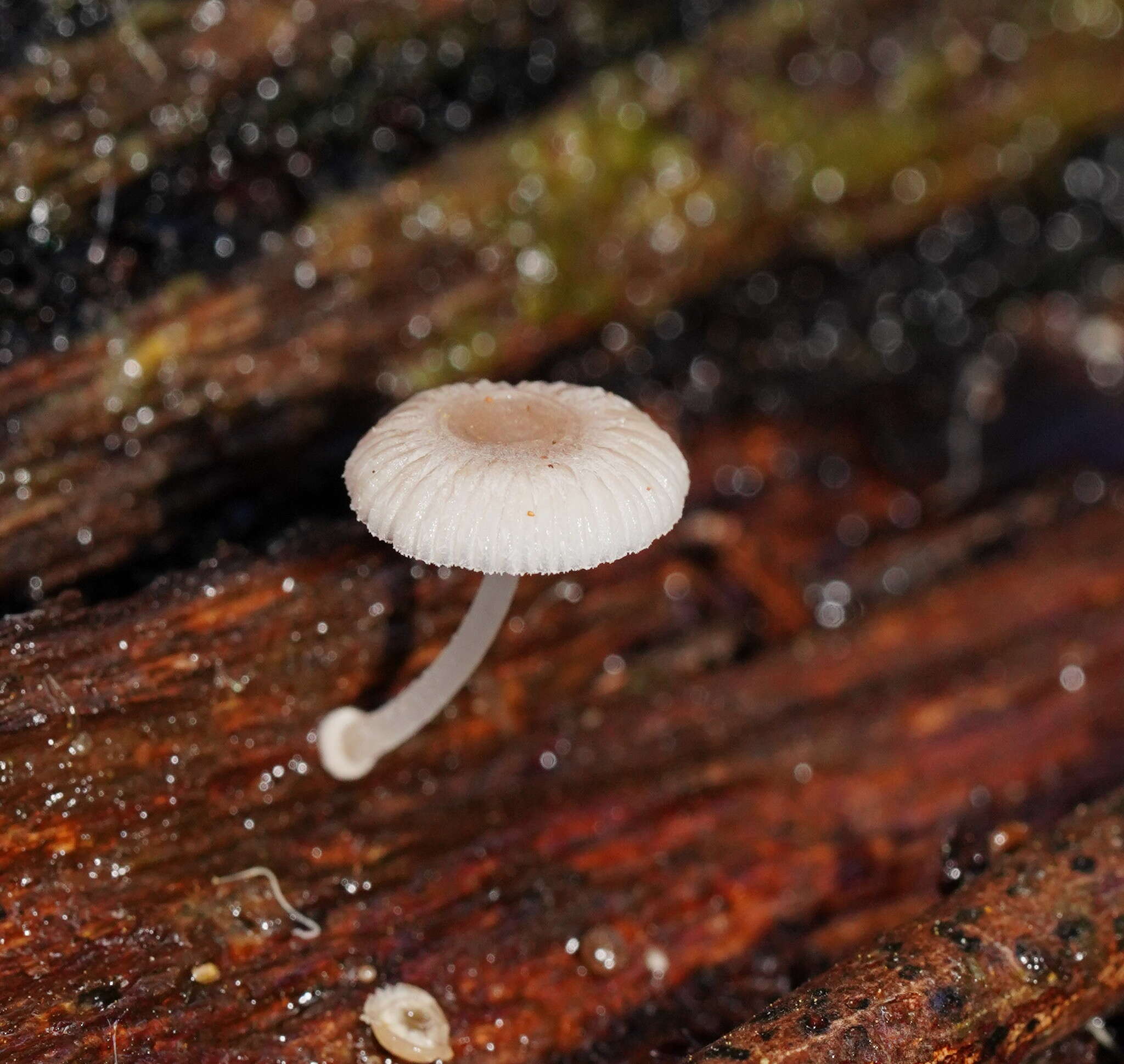 صورة Mycena fumosa Grgur. 2003