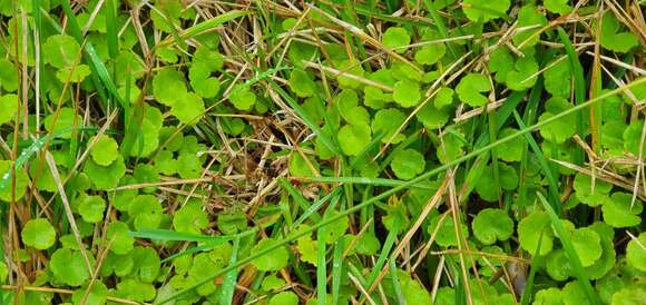 Imagem de Hydrocotyle novae-zealandiae DC.