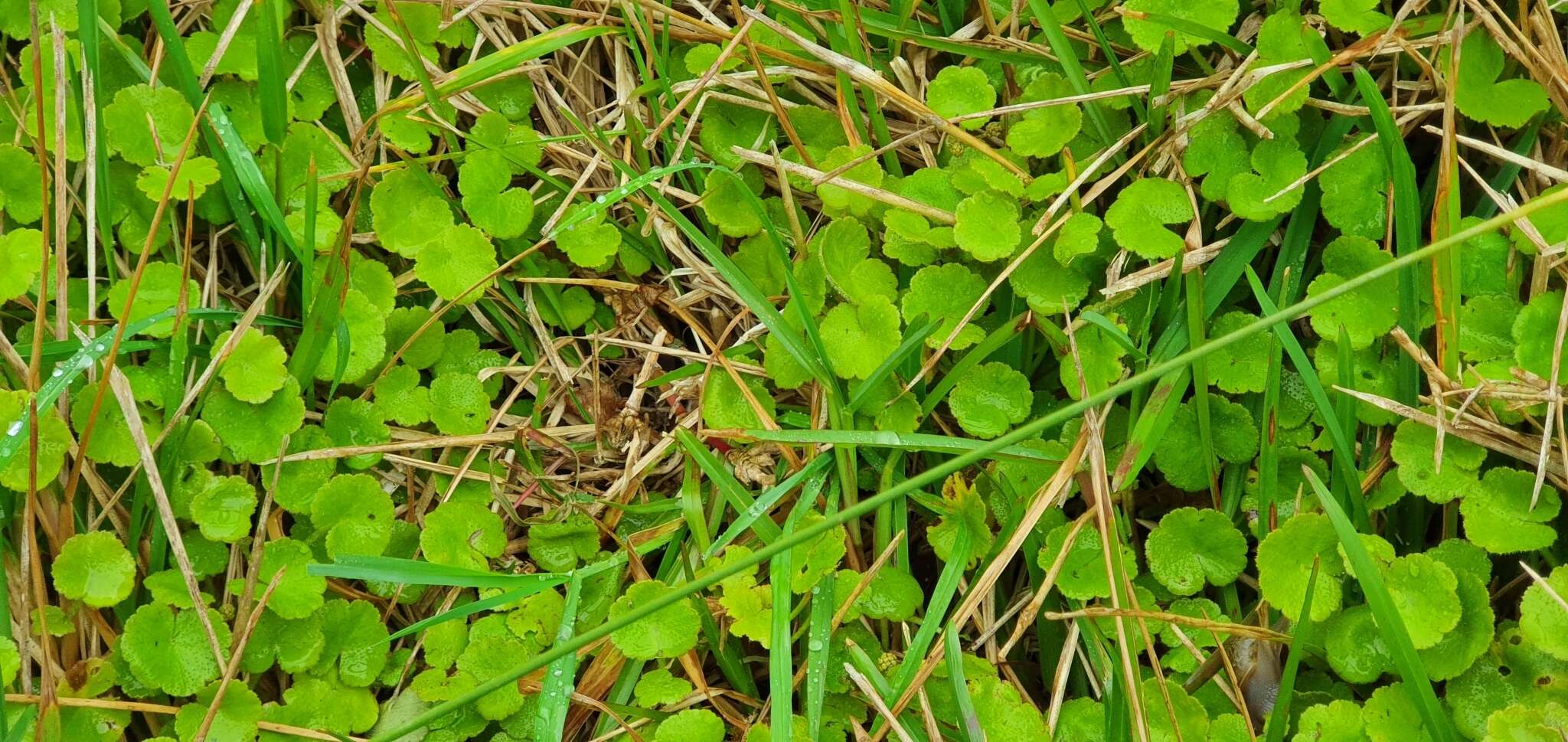 Imagem de Hydrocotyle novae-zealandiae var. robusta (Kirk) Cheesem.