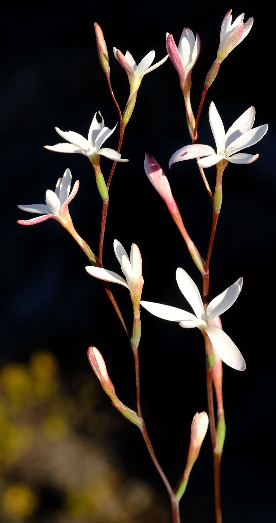 Image of Hesperantha cedarmontana Goldblatt