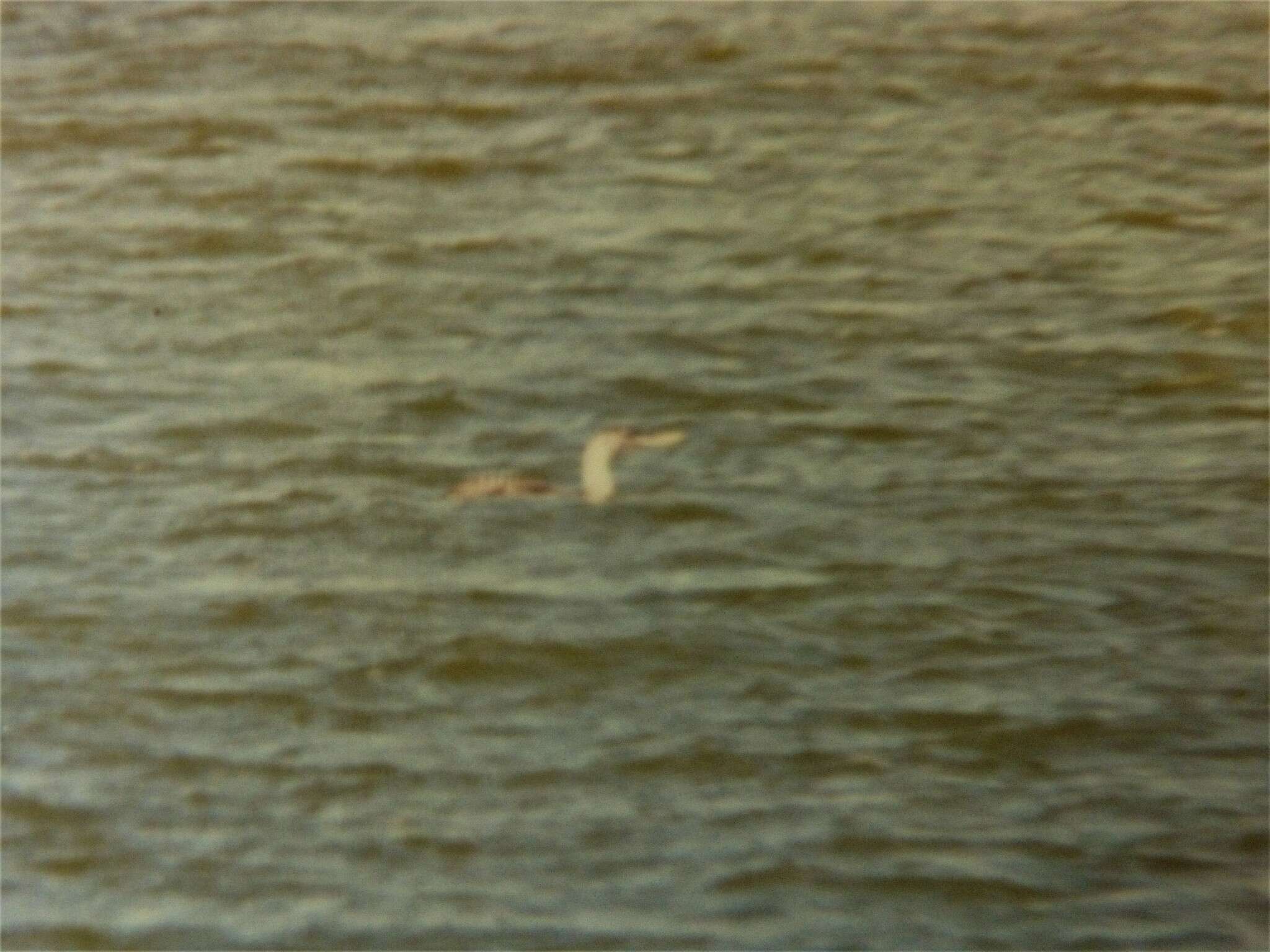 Image of White-billed Diver