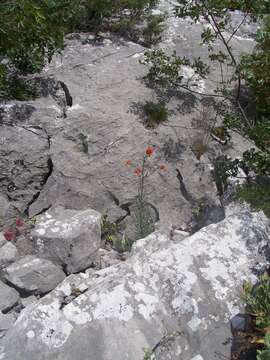 Image of Lilium pomponium L.