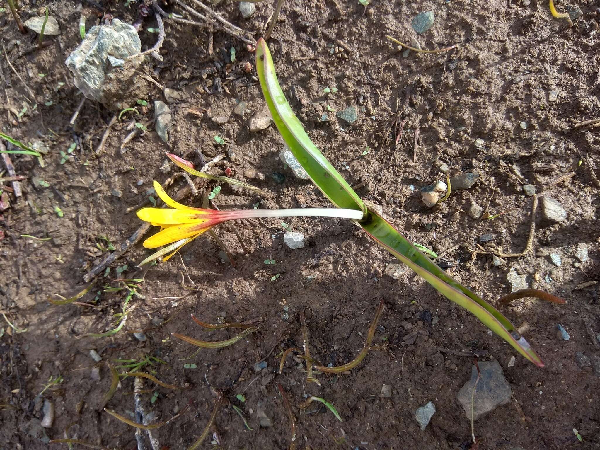 Image of Colchicum luteum Baker