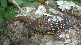 Image of Warren's girdled lizard