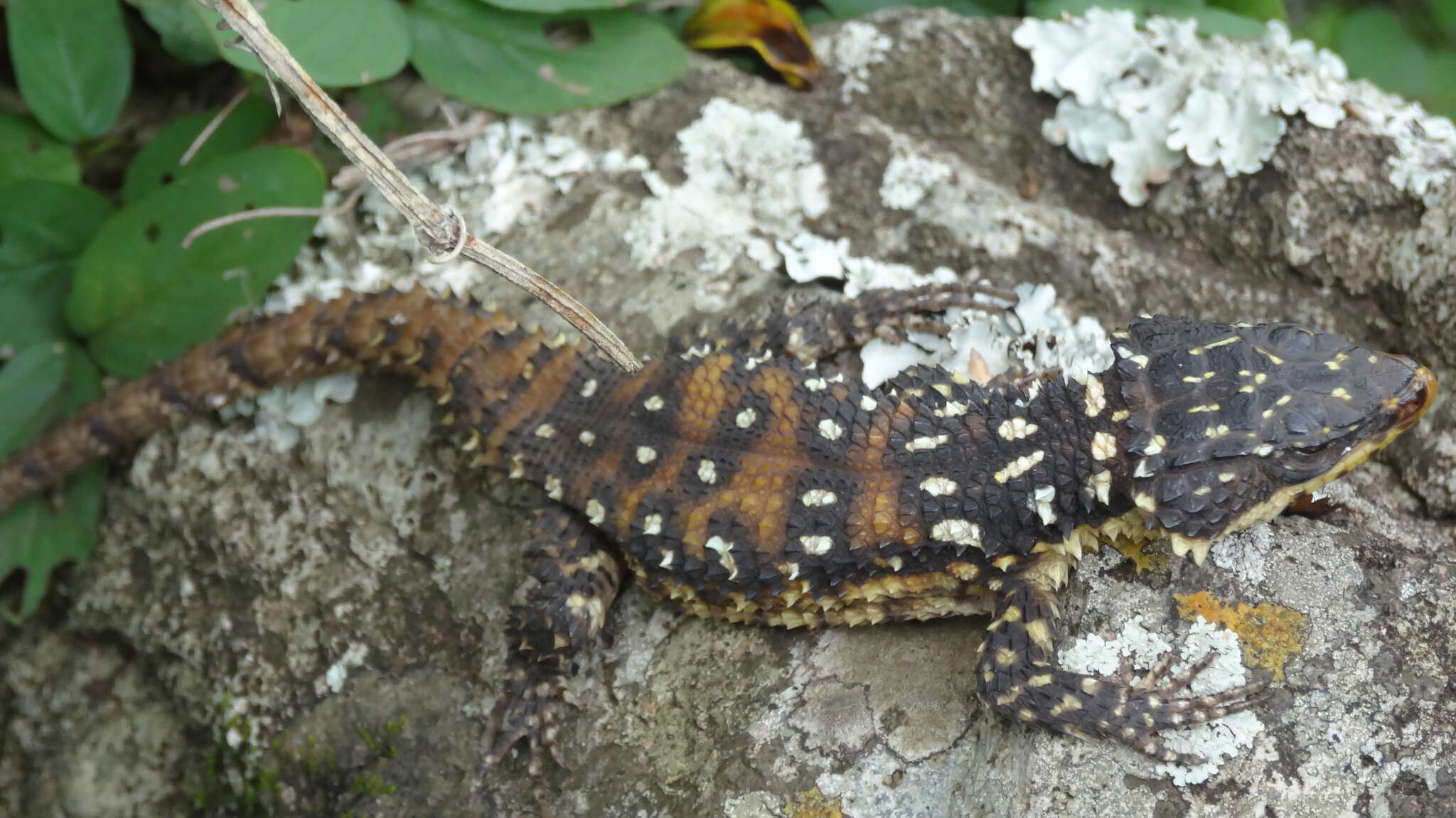 Image of Warren's girdled lizard