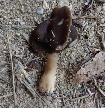 Image of Helvella monachella (Scop.) Fr. 1822