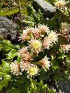 Image of arctic sweet coltsfoot