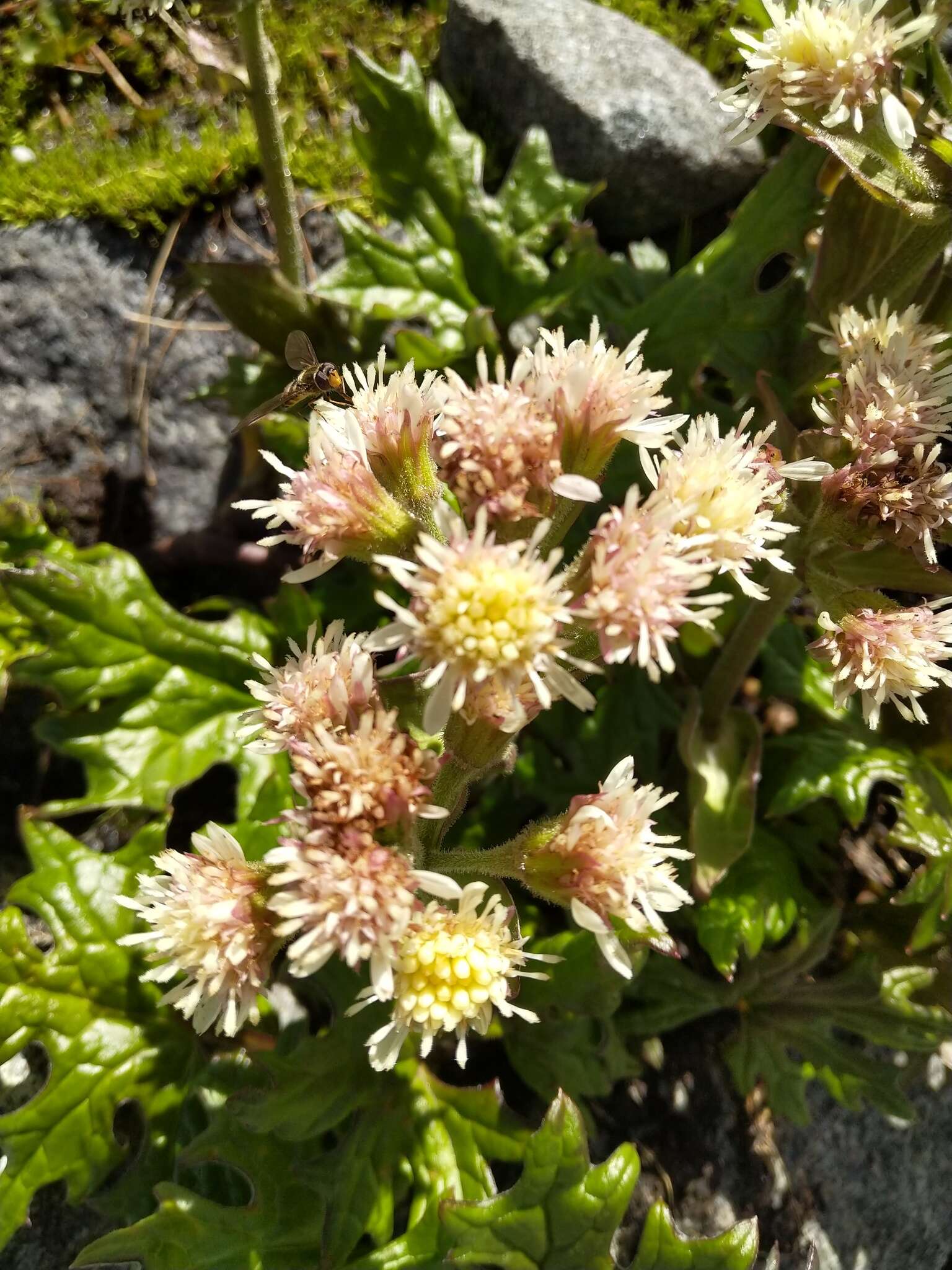 Image of arctic sweet coltsfoot