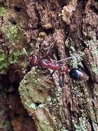 Image of Myrmecia regularis Crawley 1925