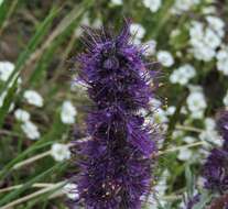 Image of silky phacelia