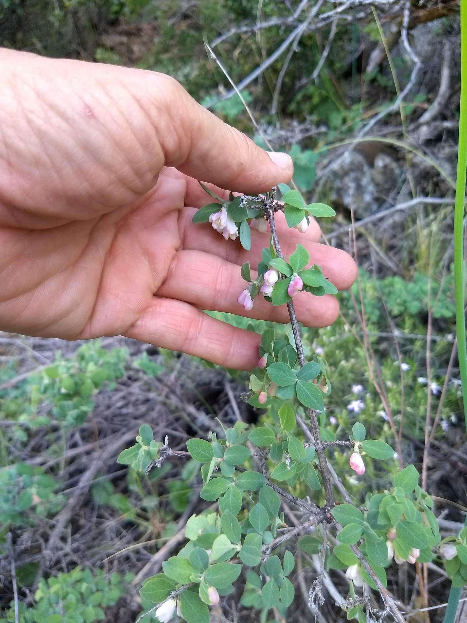 Image of Parish's snowberry