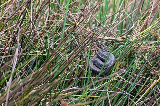 Image of Highland Garter Snake