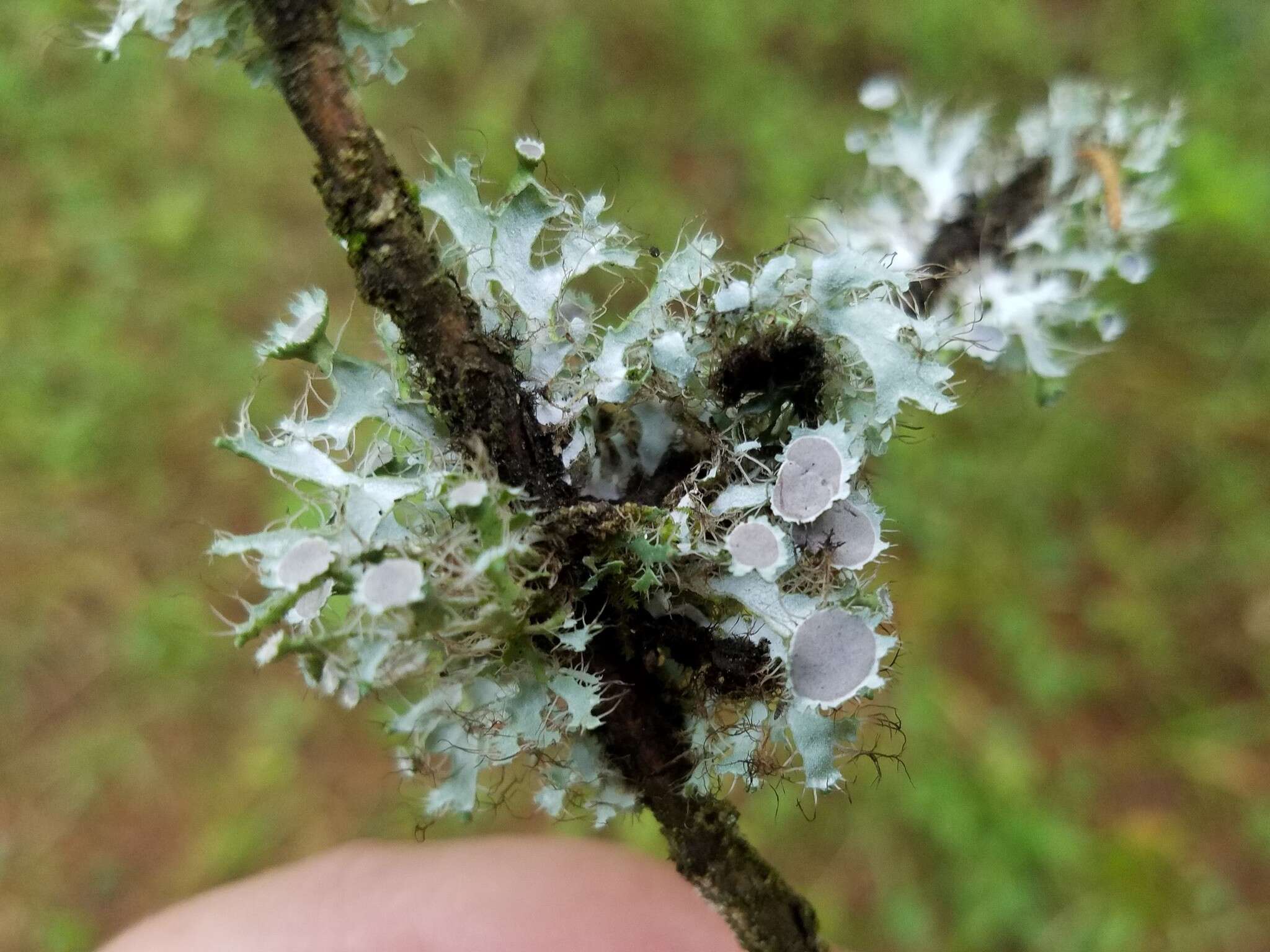 Image of shield lichen