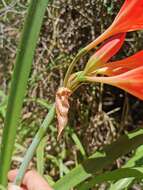 Cyrtanthus elatus (Jacq.) Traub resmi