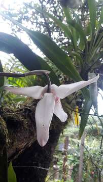 Image of Maxillaria augustae-victoriae F. Lehm. & Kraenzl.