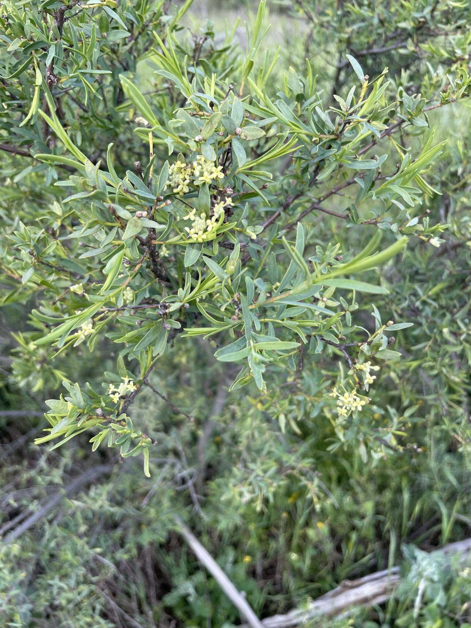 Image of Pimelea microcephala subsp. microcephala