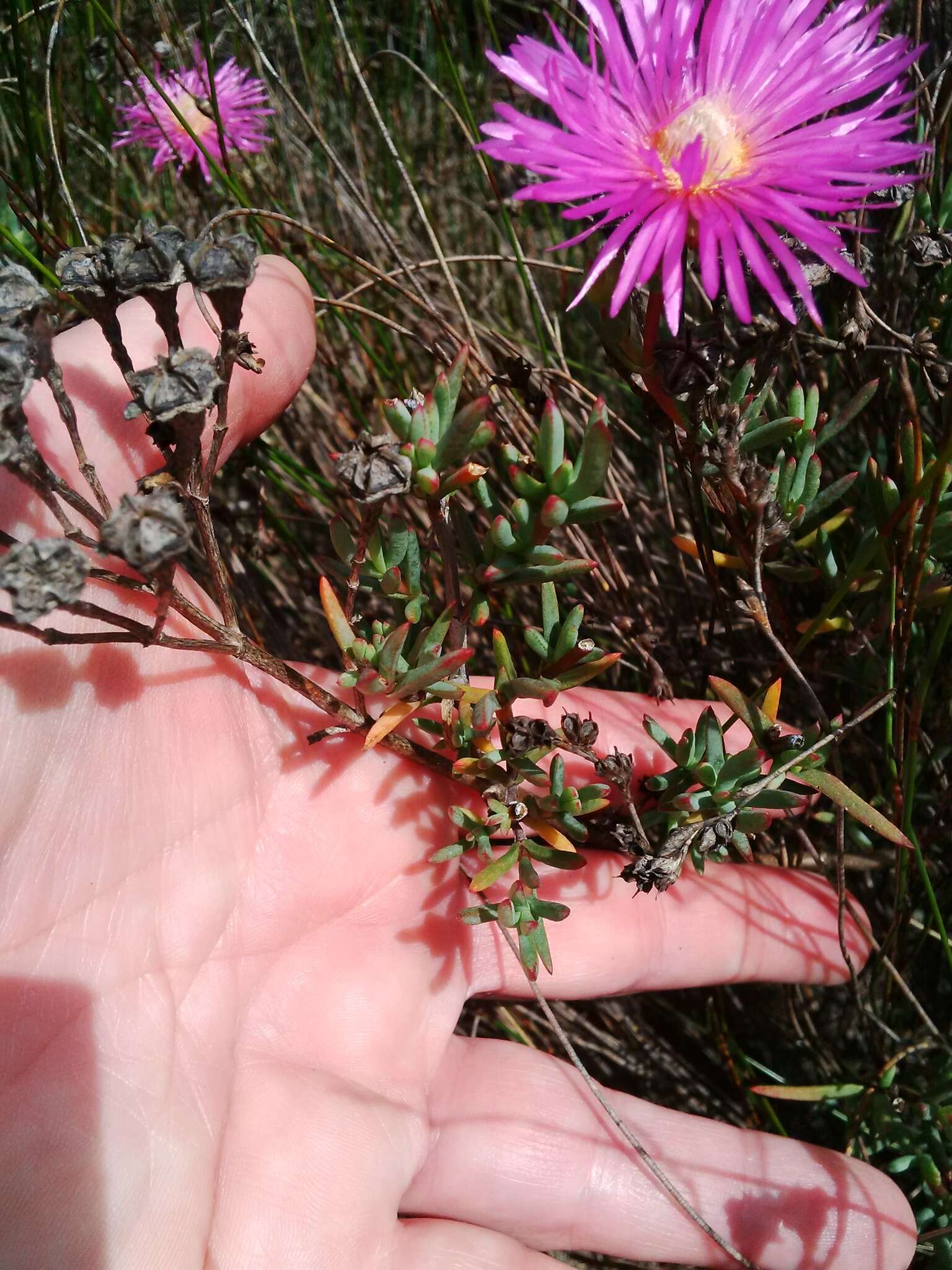 صورة Lampranthus densifolius (L. Bol.) L. Bol.