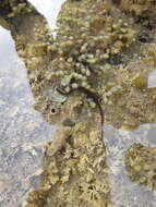Image of Shortsnout pipefish